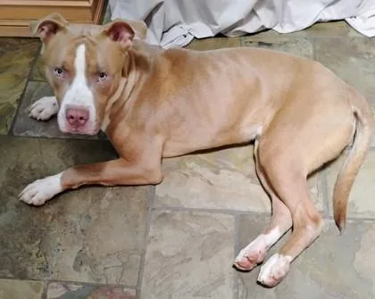 An adult large-sized male Mixed Breed dog named Big Kountry for adoption in Chamblee, GA