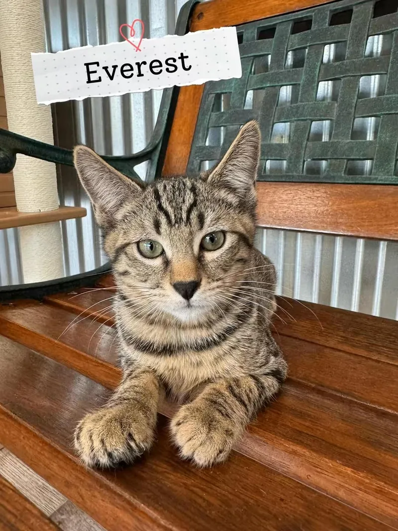 A baby medium-sized male Tabby (Buff / Tan / Fawn) Domestic Short Hair cat named Everest for adoption in Petaluma, CA