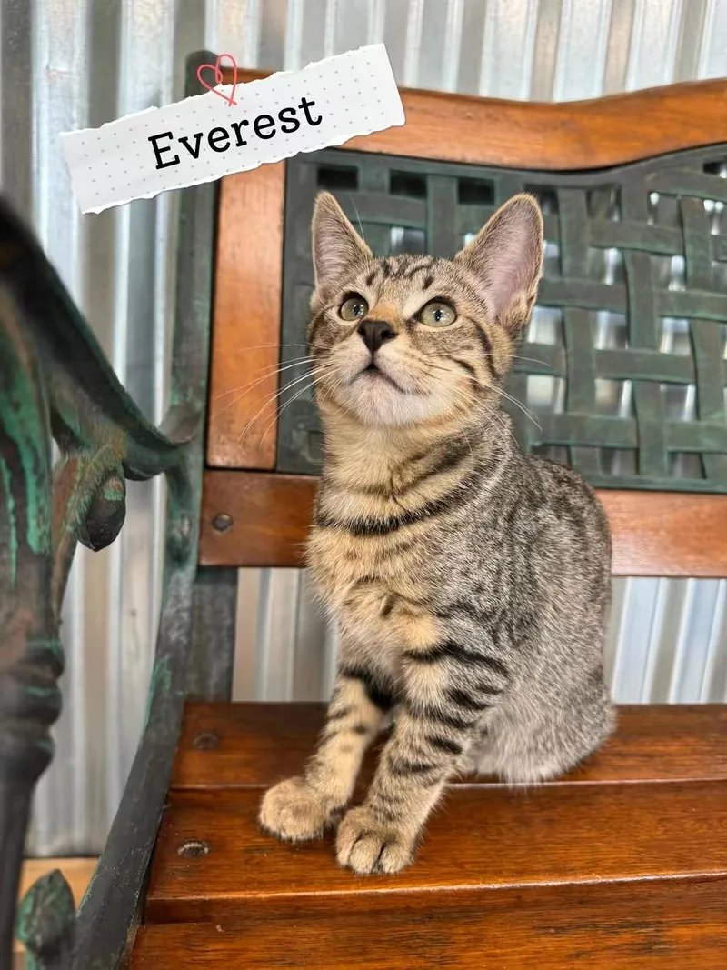 Everest thumbnail 2