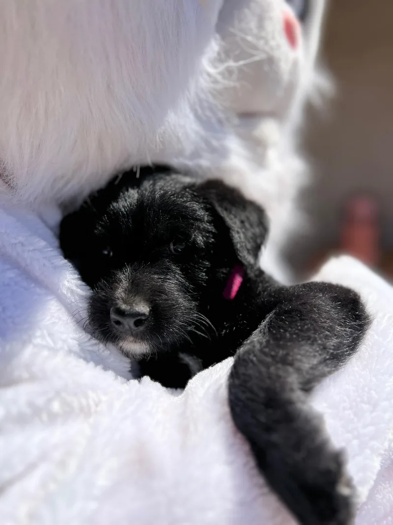 Shotzie Puppy  Luna thumbnail 2