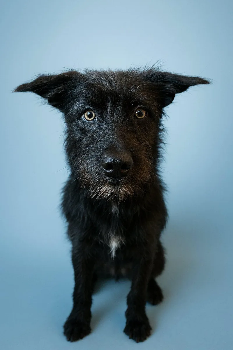 Shotzie Puppy  Luna thumbnail 4