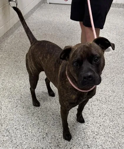 An adult large-sized male Black Pit Bull Terrier dog named Chicken Little for adoption in Kansas City, MO