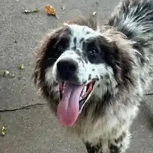 A young medium-sized female Australian Shepherd dog named Ladybug for adoption in Bloomfield, CT