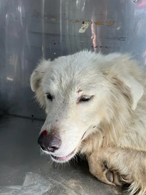A young large-sized male Mixed Breed dog named Lobo for adoption in Dallas, TX