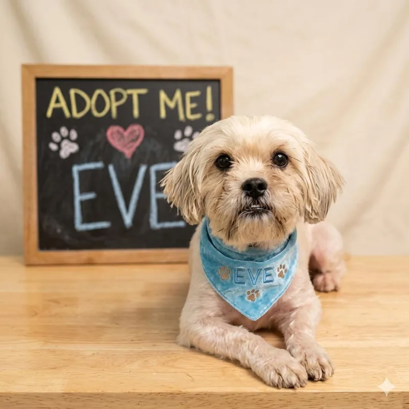 A young small-sized female Apricot / Beige Lhasa Apso dog named Eve for adoption in Eustis, FL