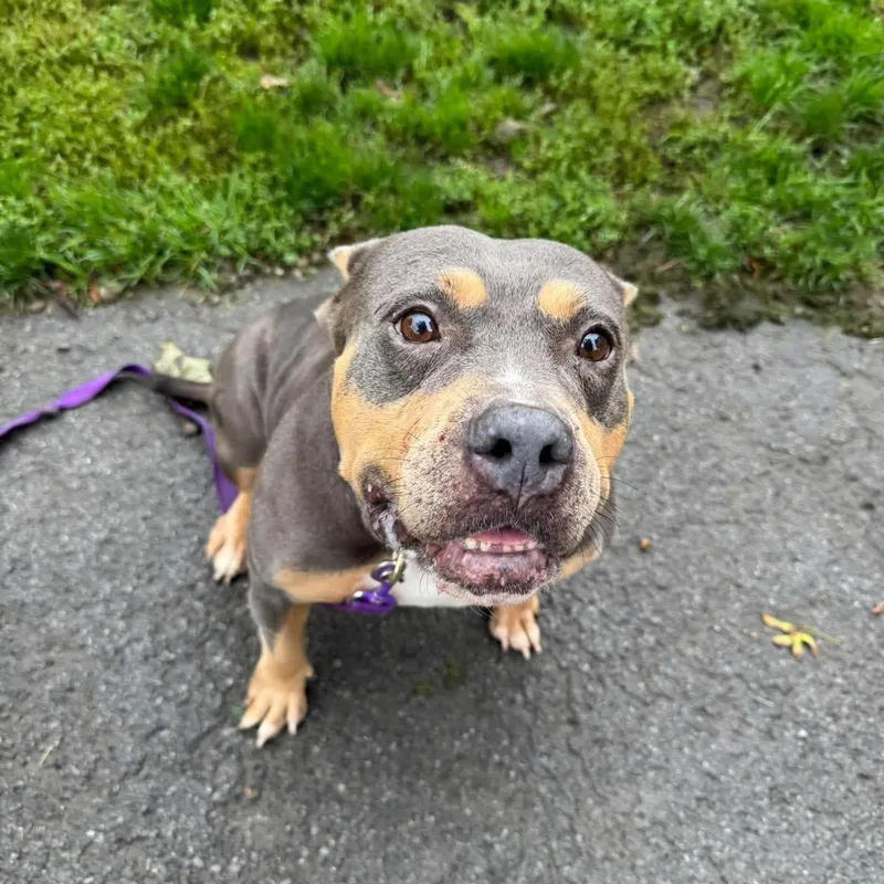 An adult medium-sized female Tricolor (Brown, Black, & White) American Bully dog named Wendy for adoption in Buffalo, NY