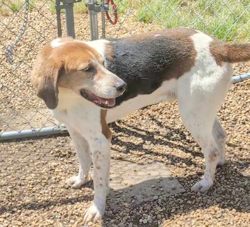 Harrison thumbnail 4