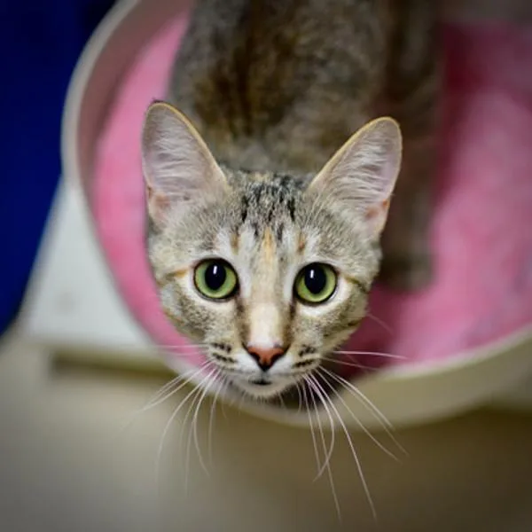 A young small-sized female Domestic Short Hair cat named Sylah for adoption in Sherwood, OR