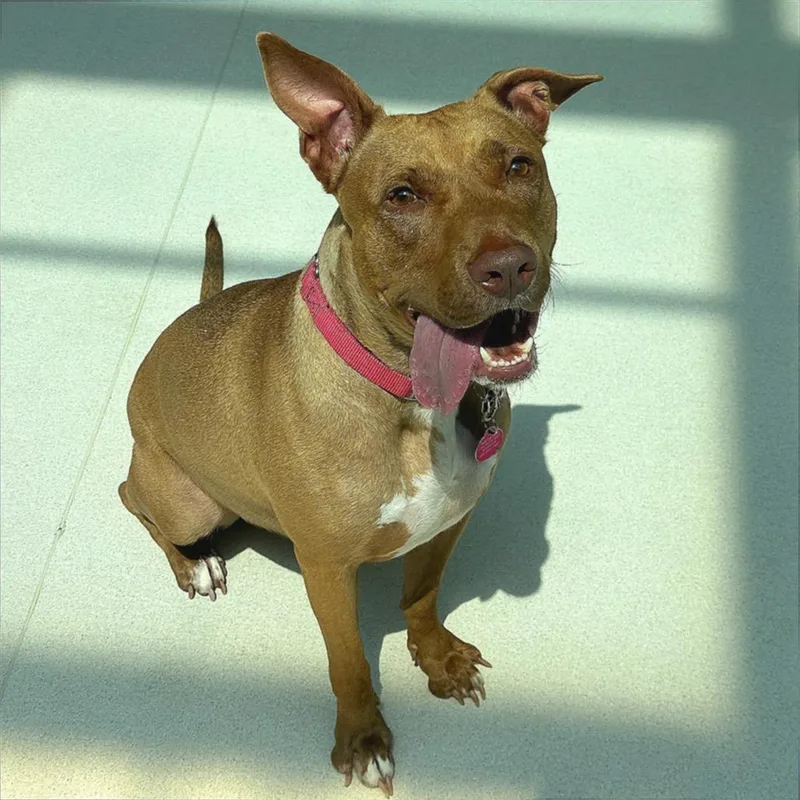 An adult medium-sized female Brown / Chocolate Pit Bull Terrier dog named Kenya for adoption in Warwick, RI
