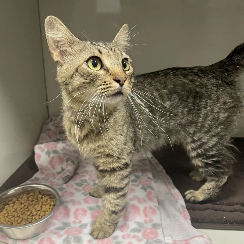 An adult medium-sized male Brown / Chocolate Domestic Short Hair cat named Buster for adoption in Dickinson, TX