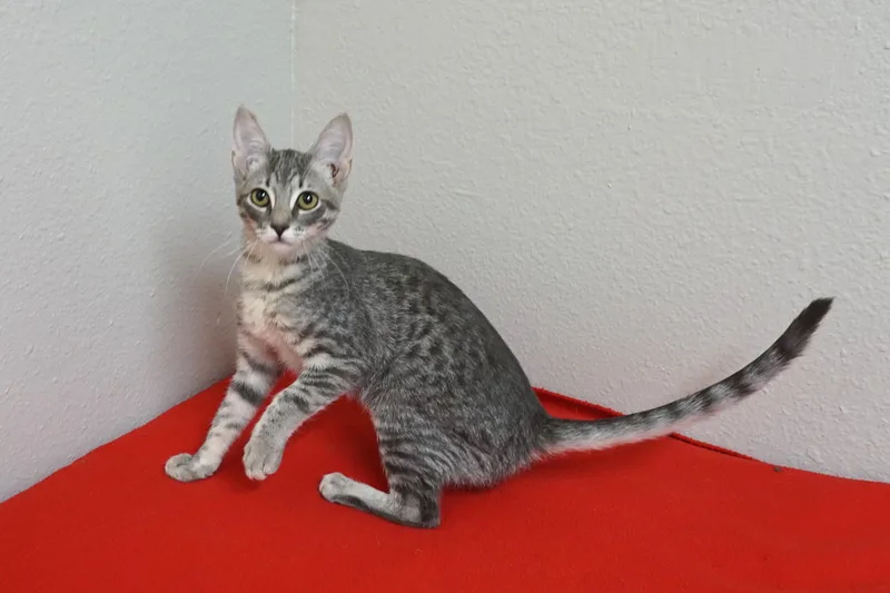 A baby small-sized female Domestic Short Hair cat named Nehemia for adoption in Fountain Hills, AZ