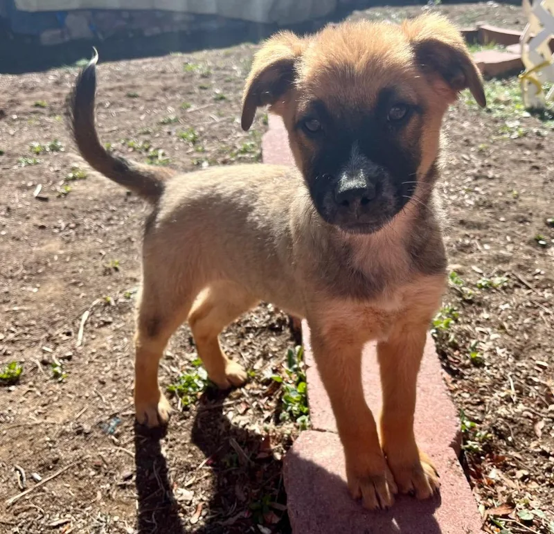 Soyen Chen thumbnail 2