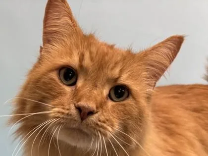 An adult small-sized male Domestic Long Hair cat named Leo for adoption in Golden Valley, MN