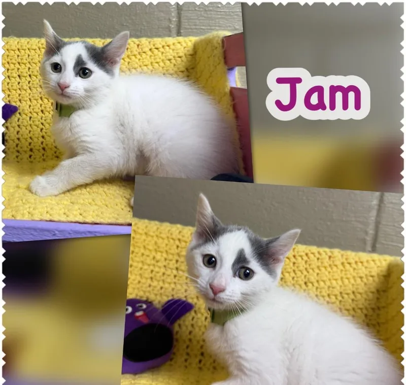 A baby small-sized female Domestic Short Hair cat named Jam for adoption in Blountville, TN