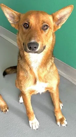 A young medium-sized female German Shepherd Dog dog named Molly for adoption in Visalia, CA