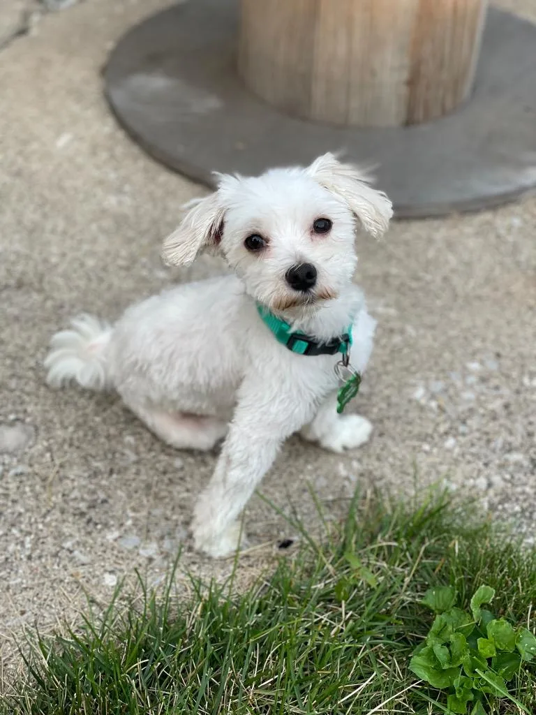 An adult small-sized male Maltese dog named Alex for adoption in Valparaiso, IN