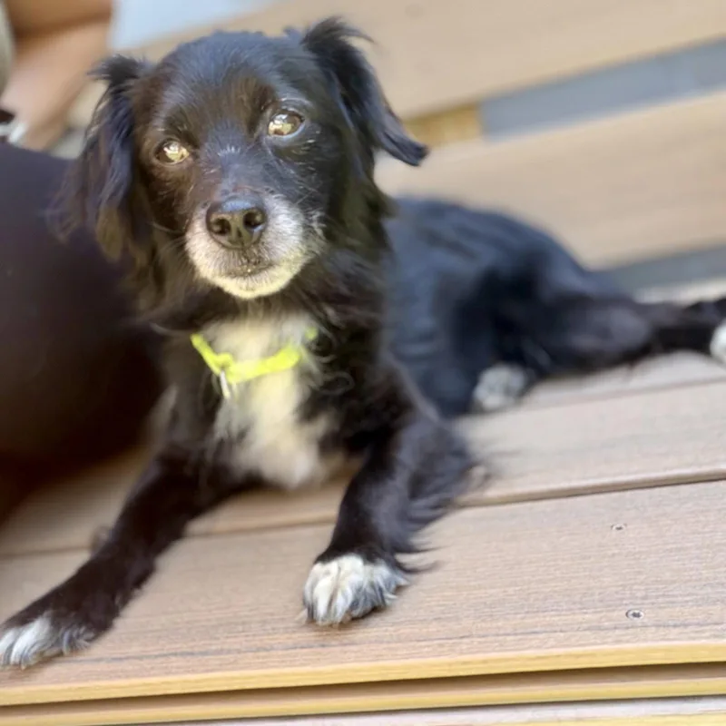 An adult small-sized male Spaniel dog named Riley for adoption in Whitehall, PA