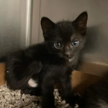 An adult large-sized male Domestic Short Hair cat named Chestnut for adoption in West Palm Beach, FL