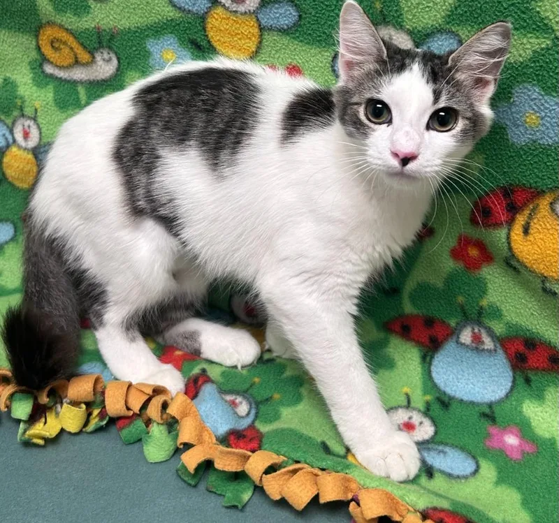 A baby medium-sized female Domestic Short Hair cat named Quinn for adoption in Madison, GA