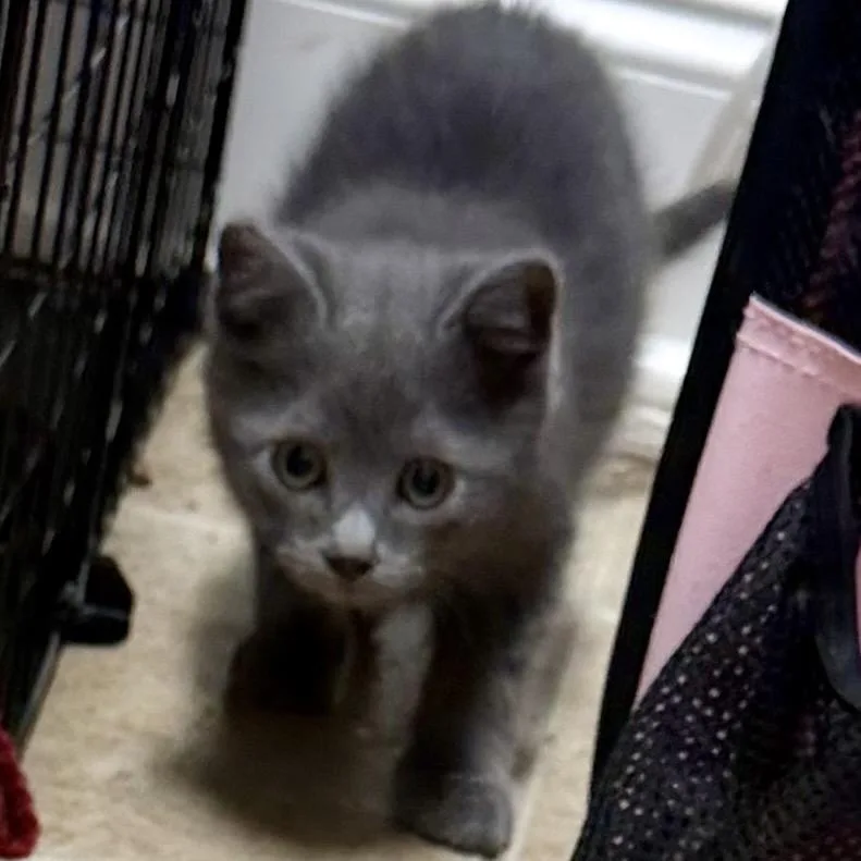 A baby medium-sized female Gray / Blue / Silver Russian Blue cat named Kujo for adoption in Chattanooga, TN