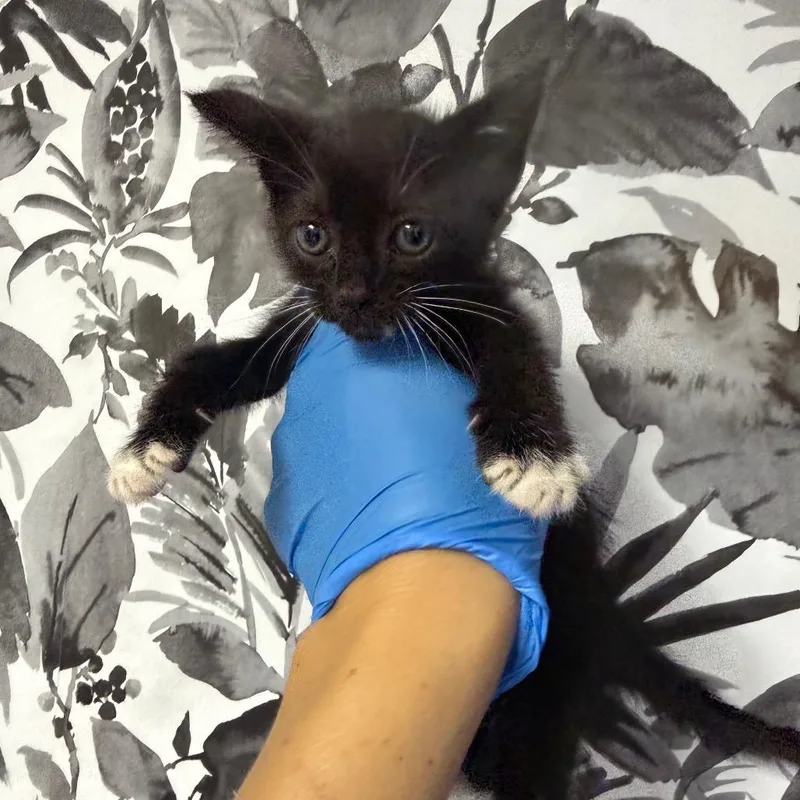 A baby small-sized male Black Domestic Short Hair cat named Oliver for adoption in Wahiawa, HI