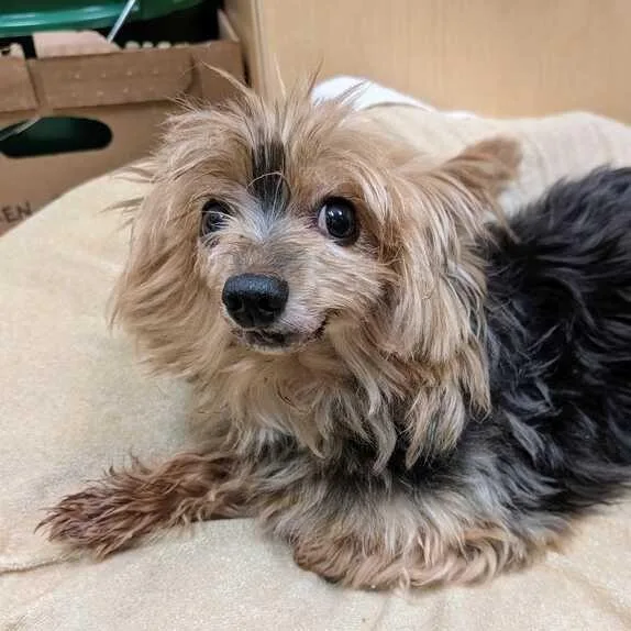 A senior small-sized male Mixed Breed dog named Olaf for adoption in Asheville, NC