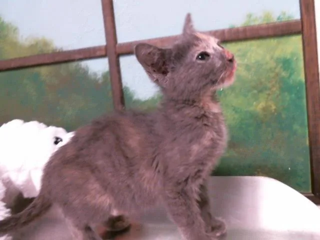A baby small-sized female Domestic Short Hair cat named Caramel for adoption in Houston, TX