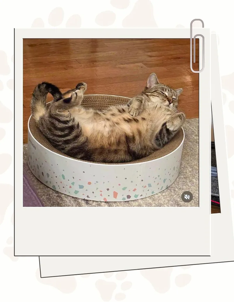 An adult small-sized female Tabby (Brown / Chocolate) Domestic Short Hair cat named Liesel the Churu Queen for adoption in Jersey City, NJ