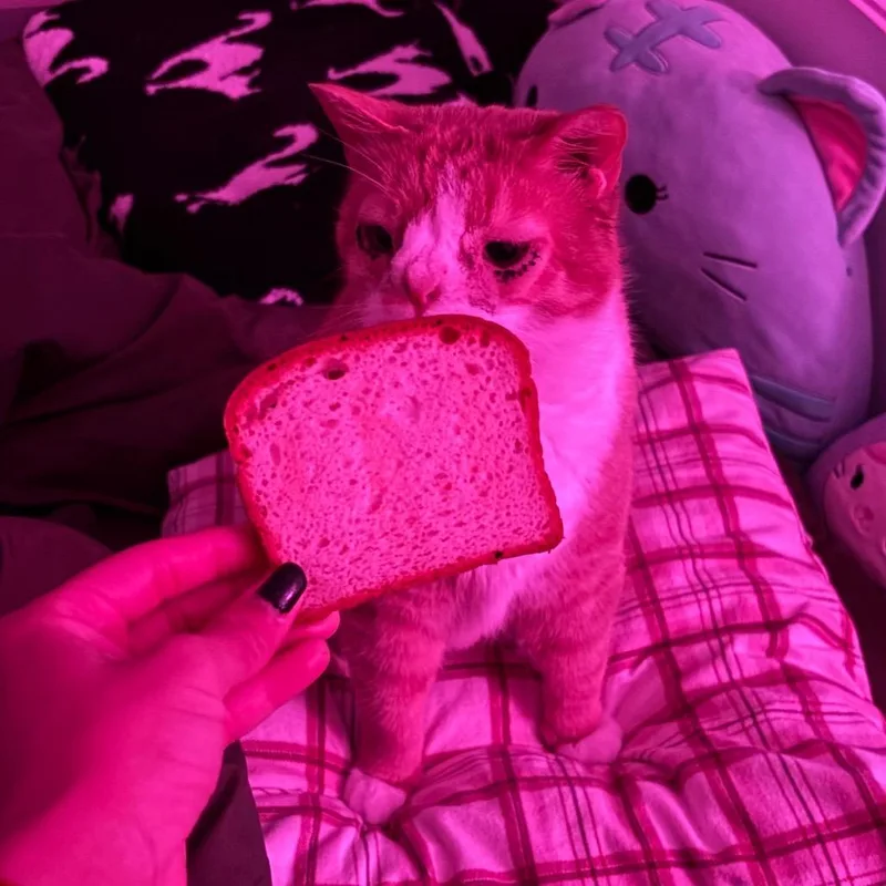 A senior large-sized male Orange / Red Domestic Short Hair cat named Dobby for adoption in Birdsboro, PA