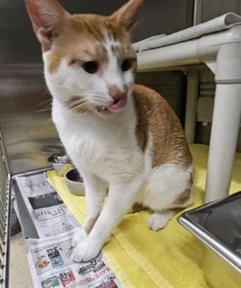 A young medium-sized male Domestic Short Hair cat named Papaya for adoption in Derwood, MD