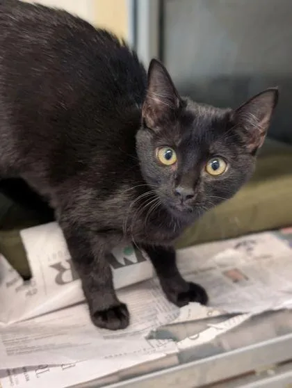 An adult small-sized female Domestic Short Hair cat named Licorice for adoption in Mansfield, TX
