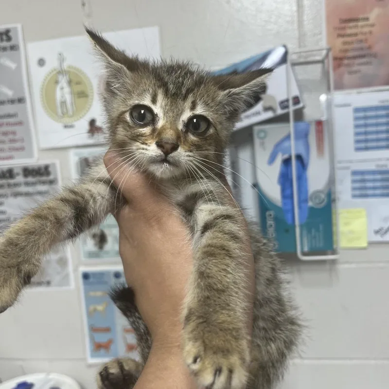 A baby small-sized male Brown / Chocolate Domestic Short Hair cat named Topper for adoption in Birmingham, AL
