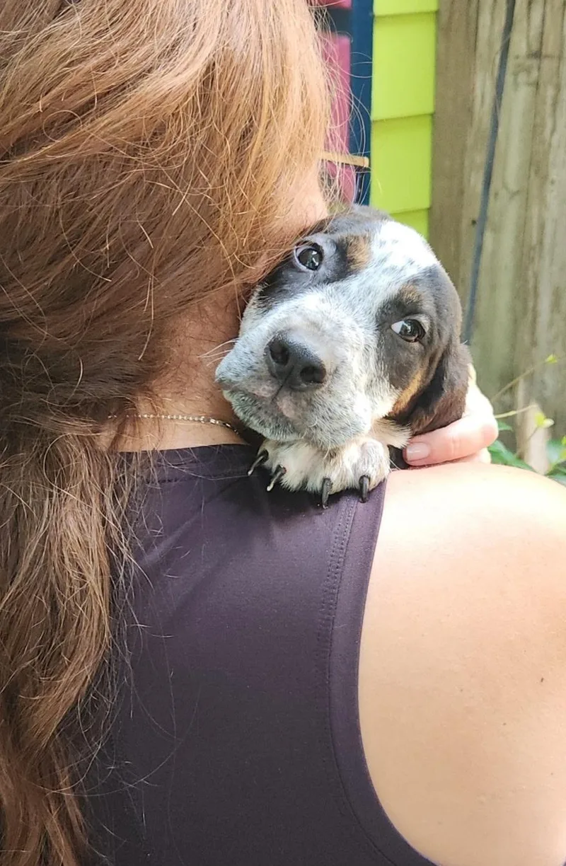 A baby medium-sized male White / Cream American Foxhound dog named Rhett Barkler for adoption in New Orleans, LA