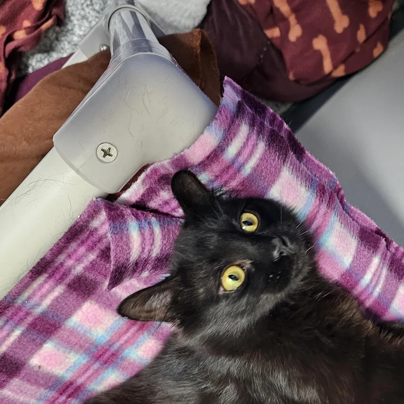 A young medium-sized female Black Domestic Medium Hair cat named Paris for adoption in Dunkirk, NY