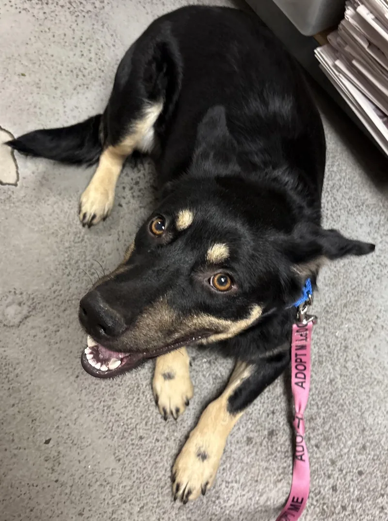 A young medium-sized male Black Australian Shepherd dog named Sawyer for adoption in Norwalk, CT