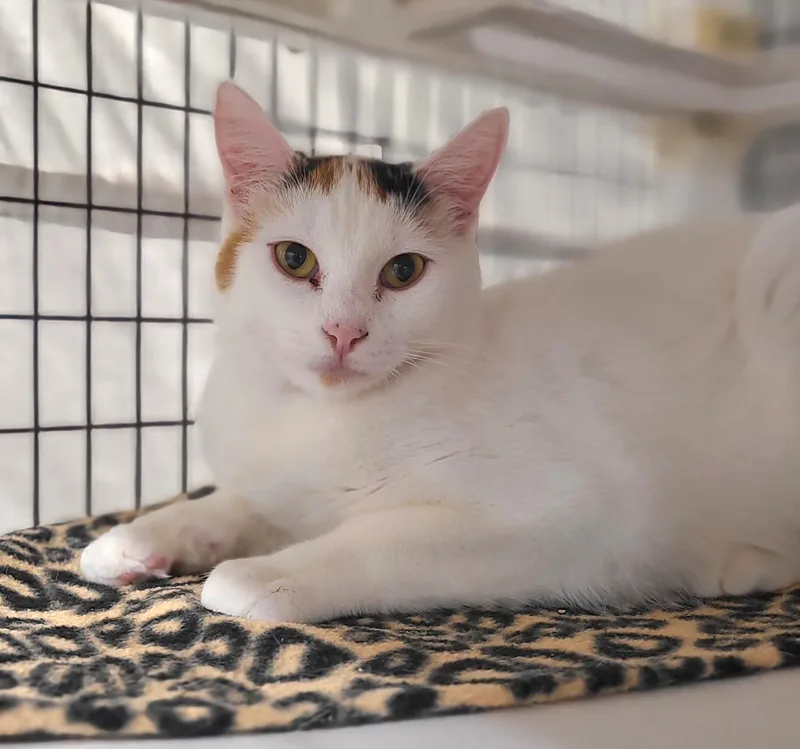A young medium-sized female Calico Domestic Short Hair cat named Annabelle for adoption in Kirkland, WA