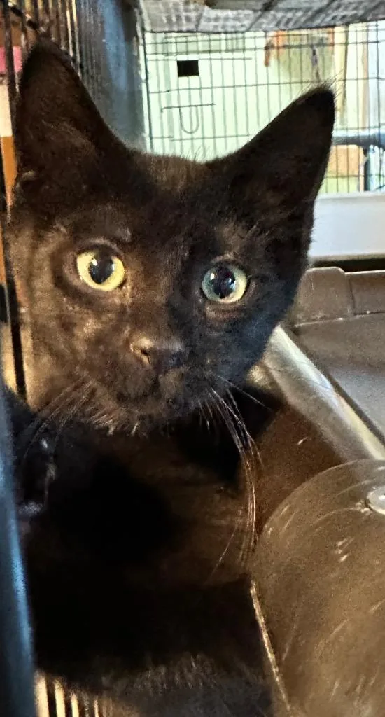 A baby medium-sized male Domestic Short Hair cat named June for adoption in Rice Lake, WI