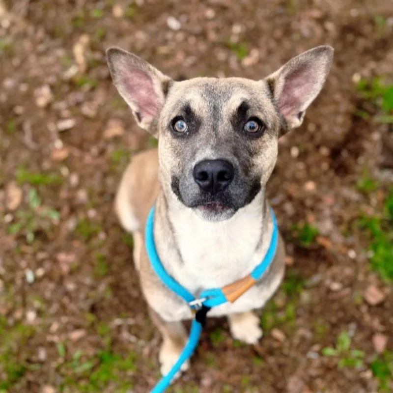 Chestnut thumbnail 2