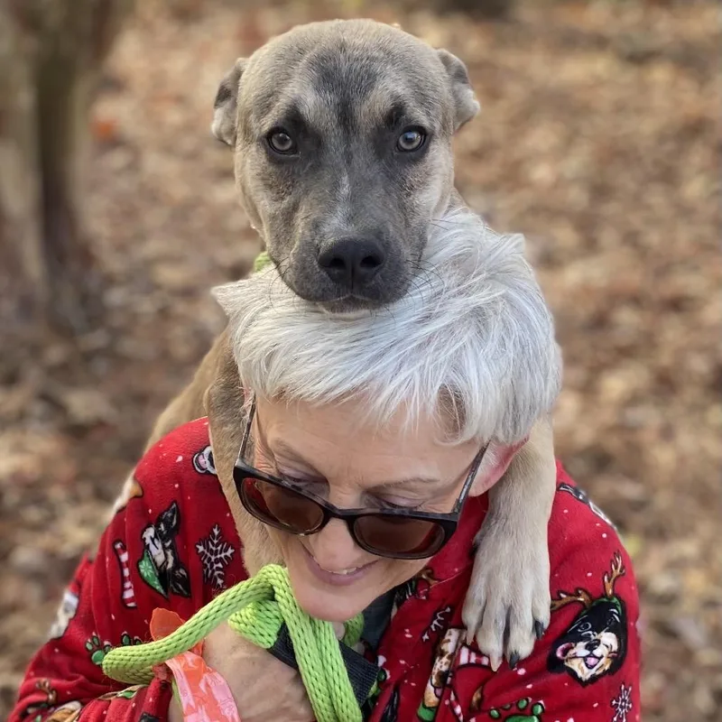 Chestnut thumbnail 3