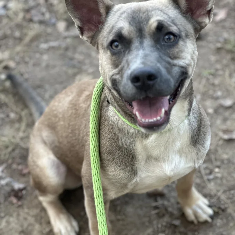 Chestnut thumbnail 4