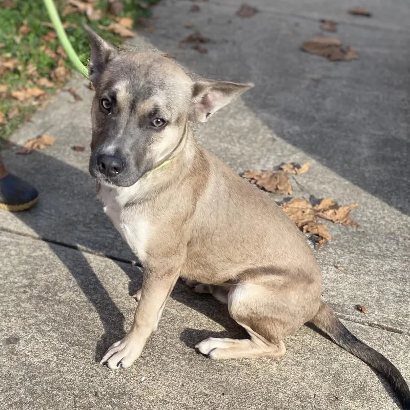 Chestnut thumbnail 5