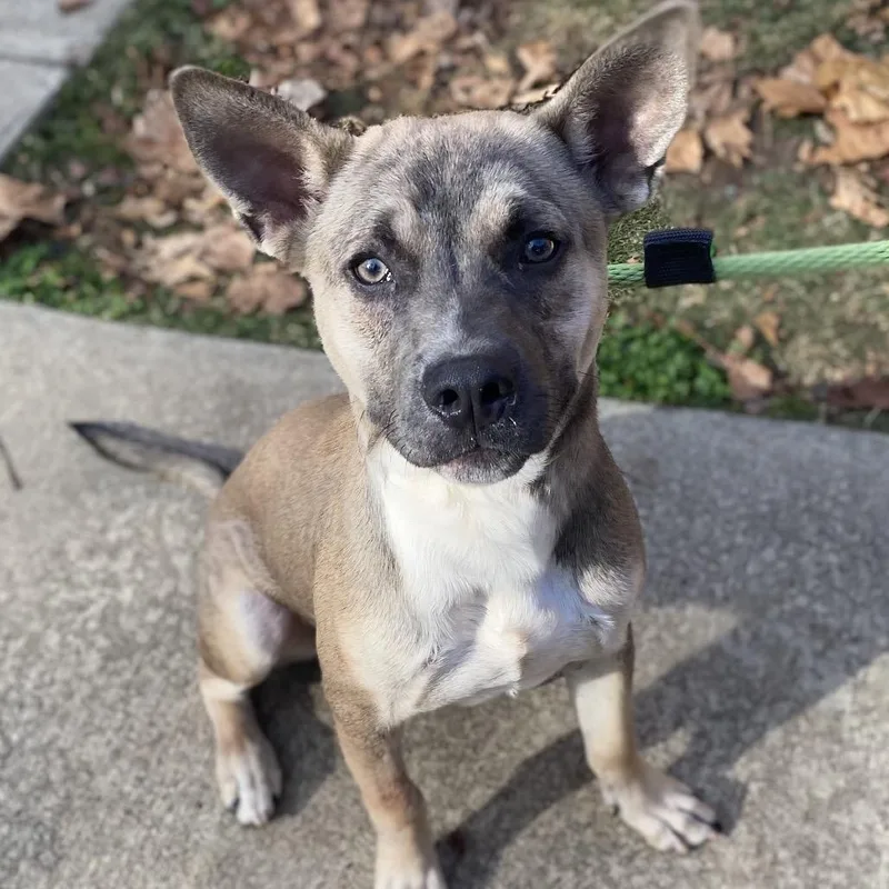 Chestnut thumbnail 6