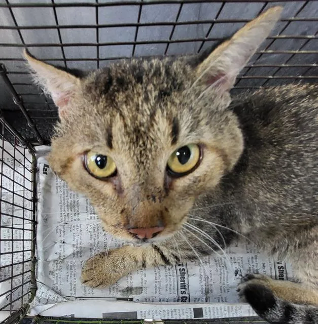 A young medium-sized male Domestic Short Hair cat named Breezy for adoption in San Antonio, TX