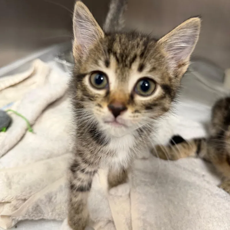 A baby small-sized female Brown / Chocolate Domestic Short Hair cat named Vail for adoption in Sarasota, FL