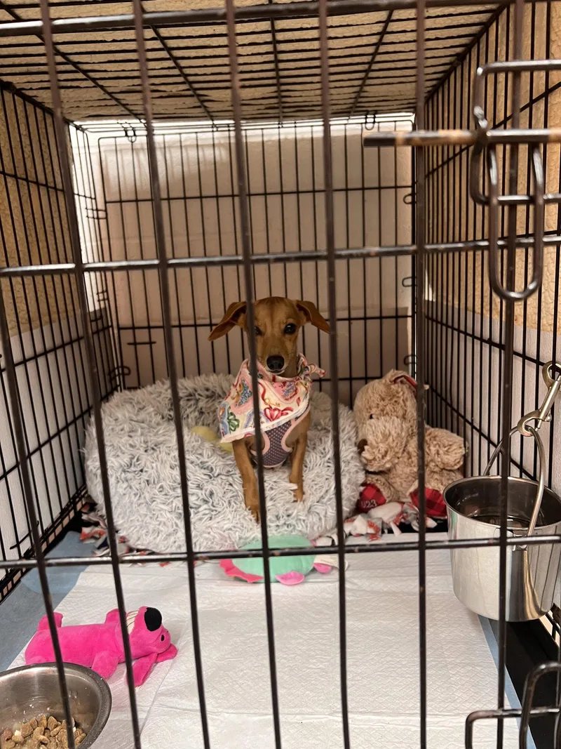 A baby small-sized female Chihuahua dog named Millie for adoption in York, SC