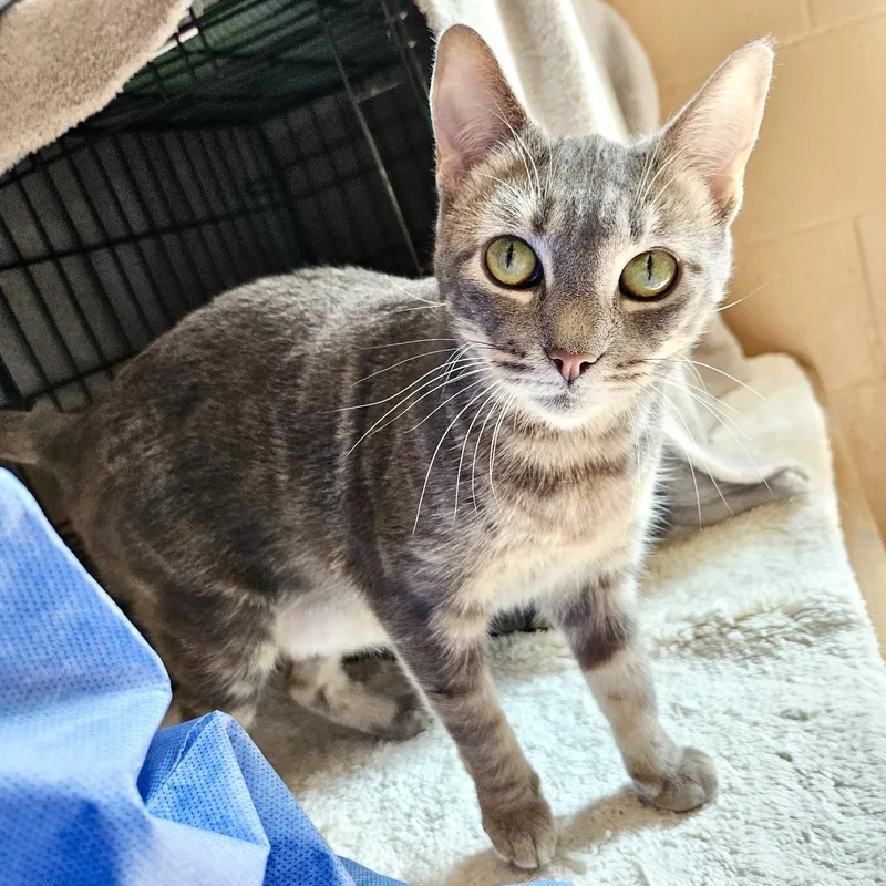 An adult medium-sized female Domestic Short Hair cat named Jackie for adoption in Oakland, CA