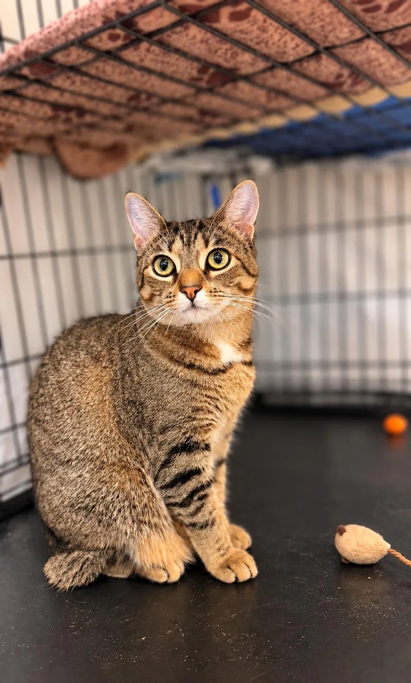 A young medium-sized male Tabby cat named Juniper & Aurora for adoption in Greenville, DE