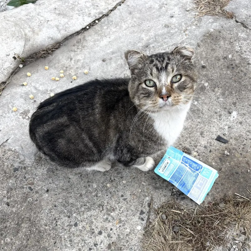 An adult large-sized male Brown / Chocolate Domestic Short Hair cat named Bernie for adoption in Wheeling, IL