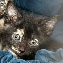 A baby small-sized female Gray / Blue / Silver American Wirehair cat named Truffle for adoption in Poplar Bluff, MO