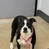 An adult medium-sized female Black Pit Bull Terrier dog named Epic for adoption in La Grange, TX